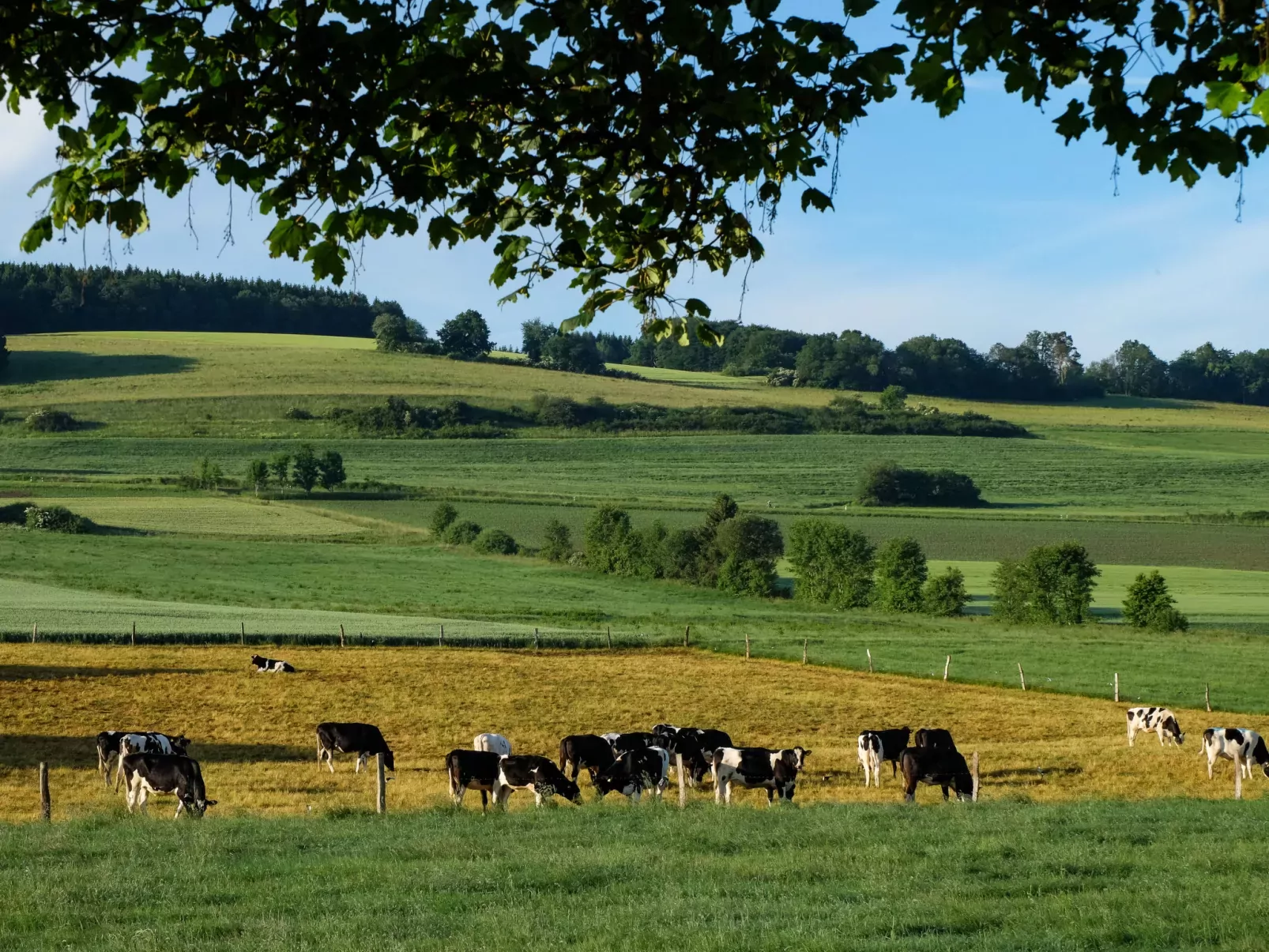 Reinskopf-Environnement