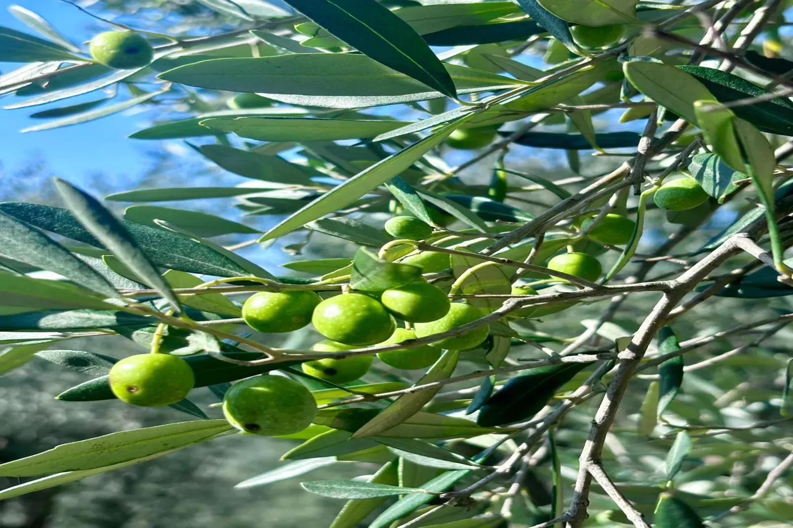 Tenuta del Serra-Ambiente