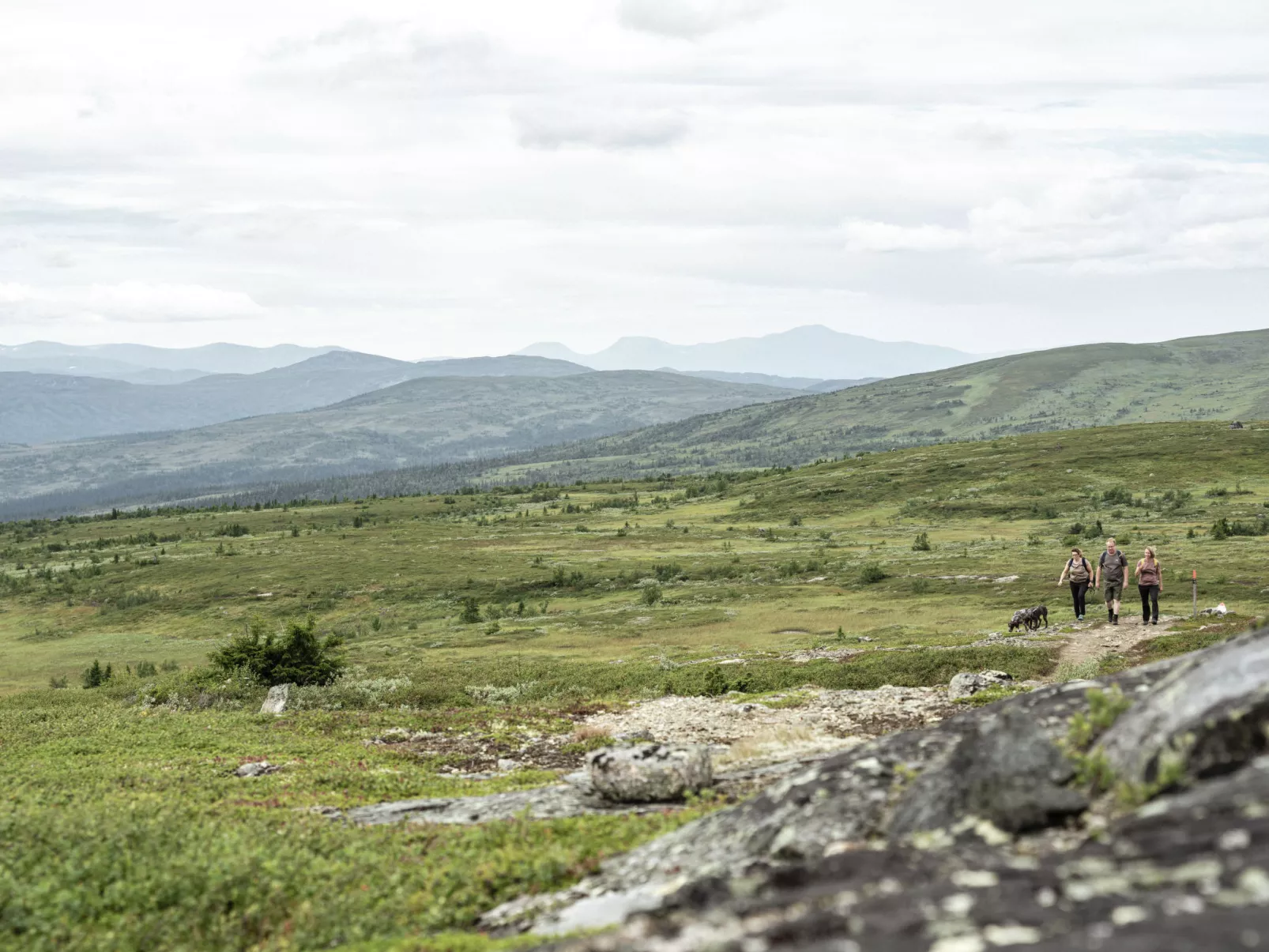 Trillevallen Fjällripan-Area