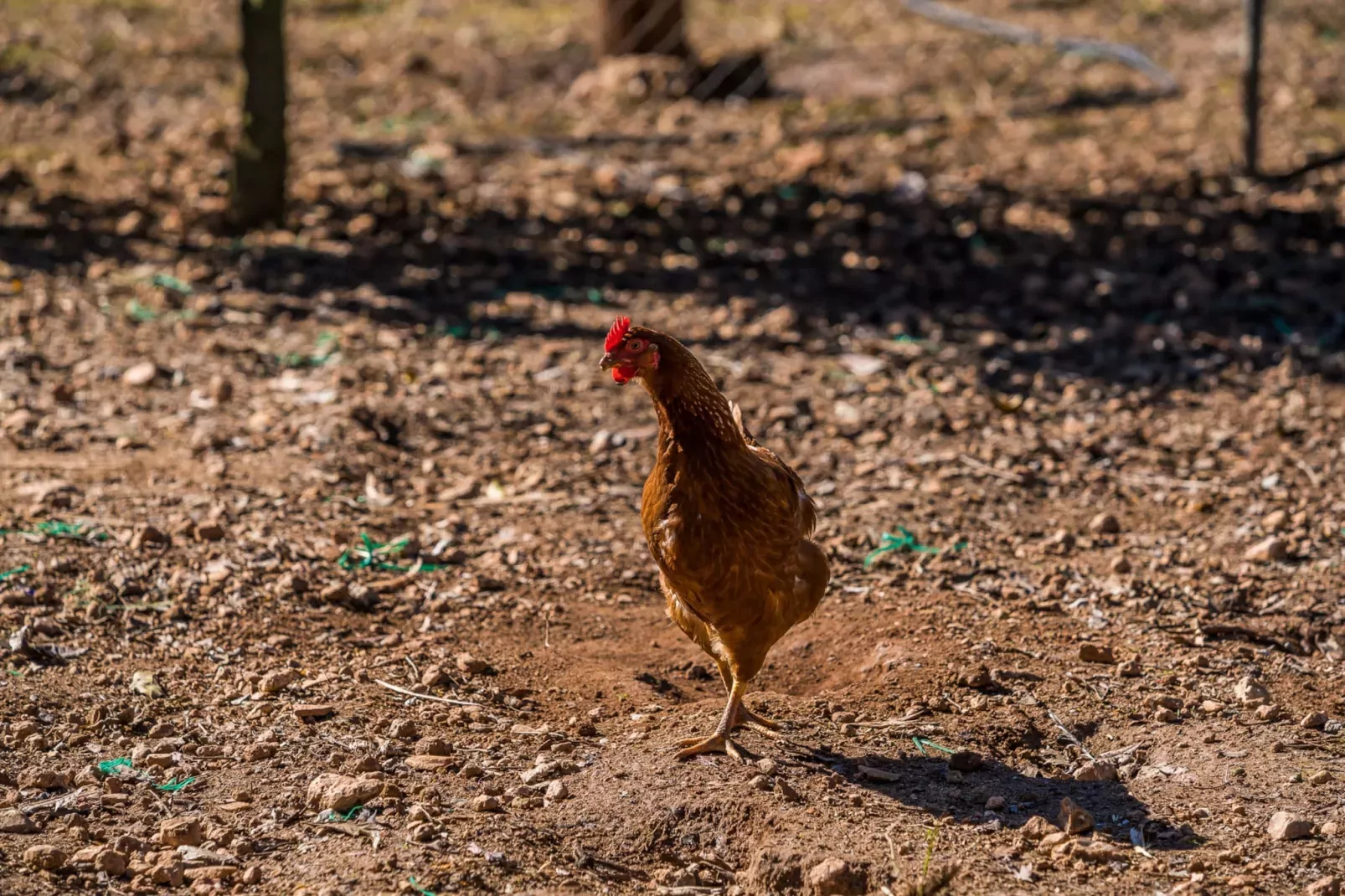 Finca Can Maria Costitx-Outdoor