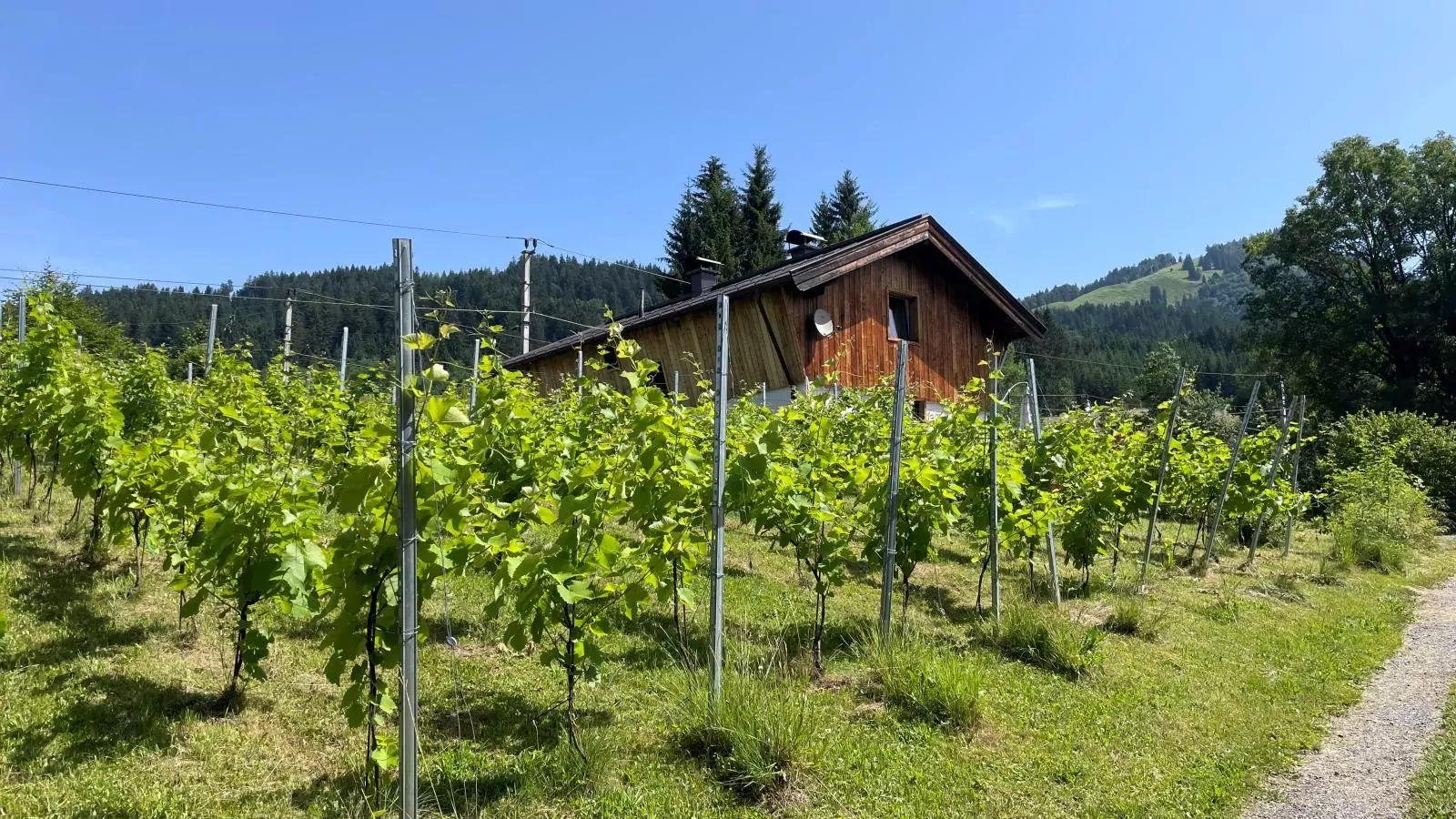 Rebenhaus-Außenbereich Sommer