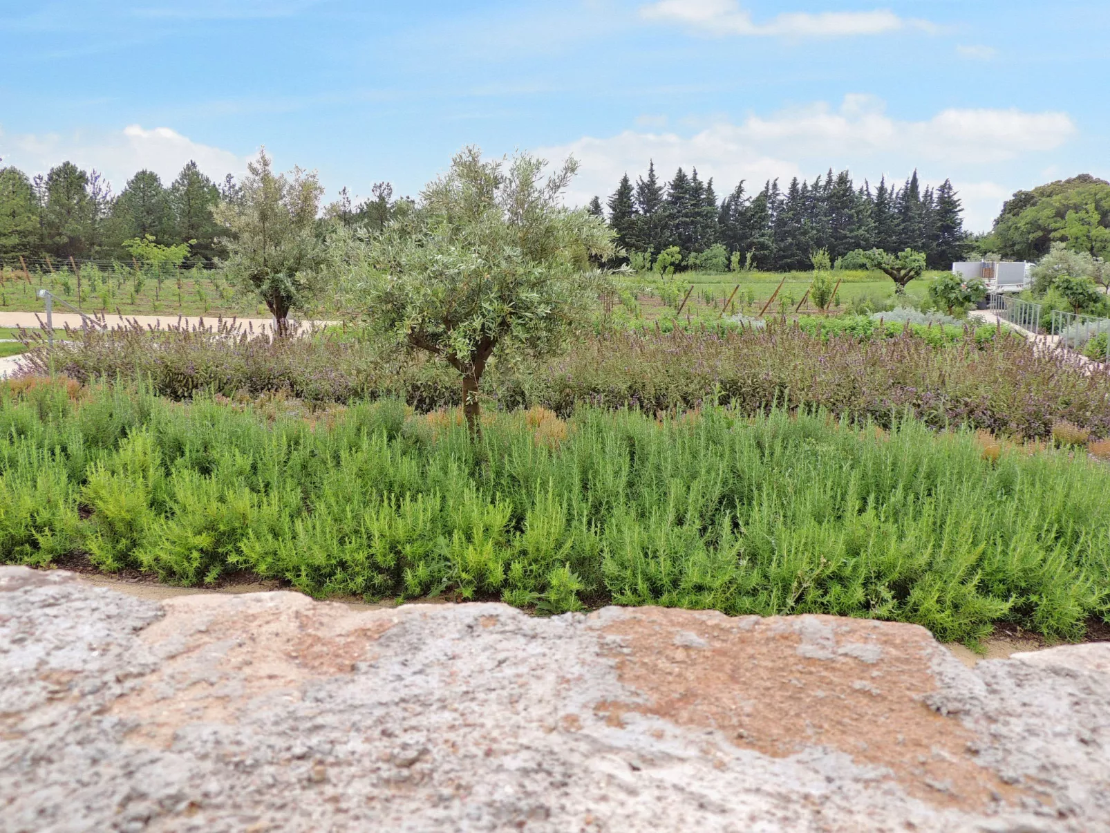 Le Domaine de Bacchus - 10113261