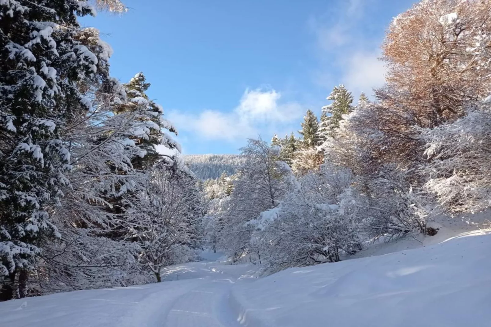 Roßweid Huette-Area winter 1km