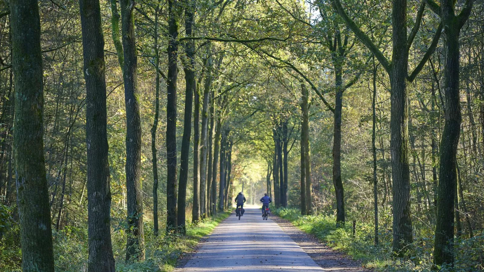 Bosbeertje 43-Areas summer 1km