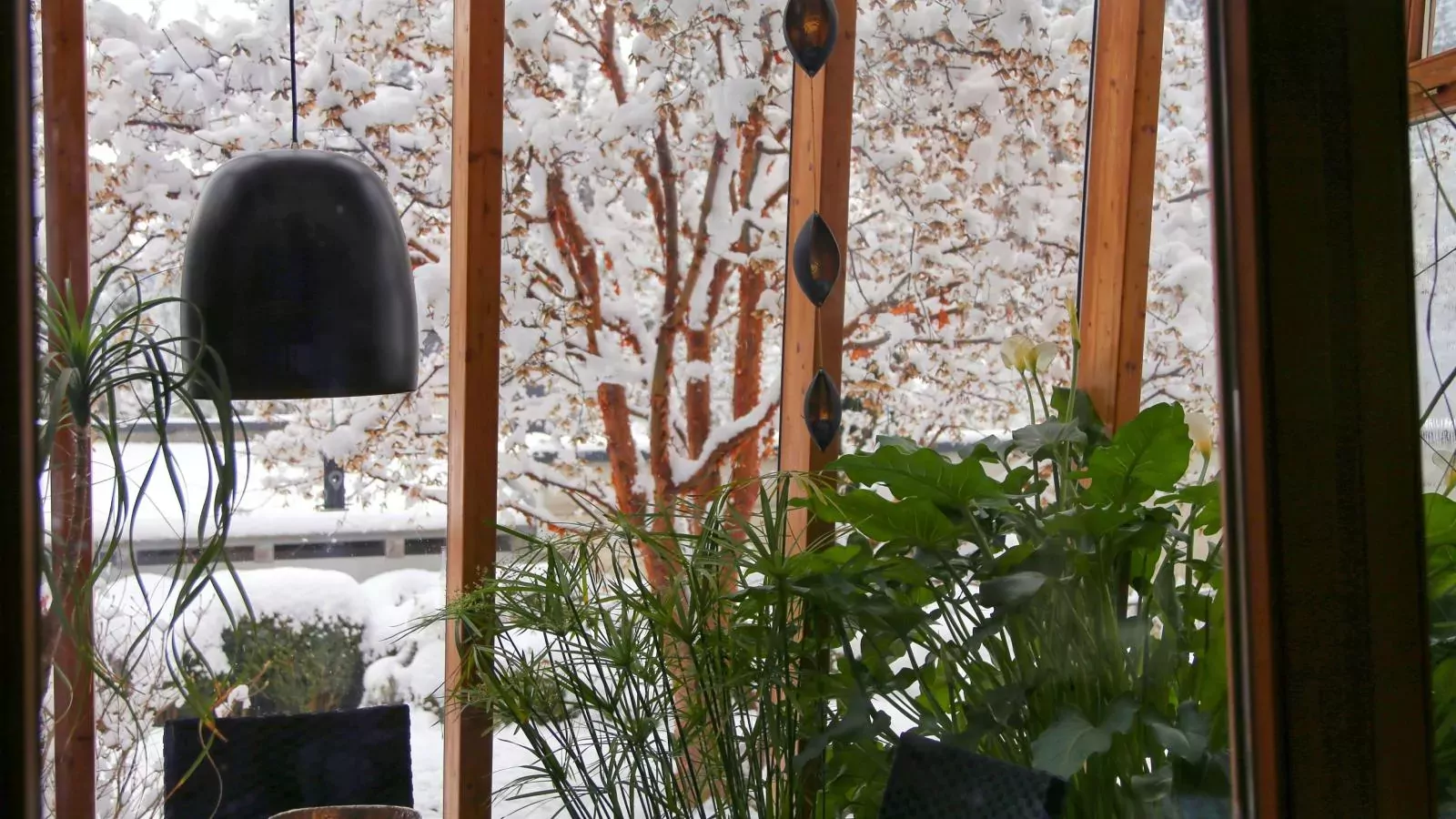 Im Wald-Aussicht Winter