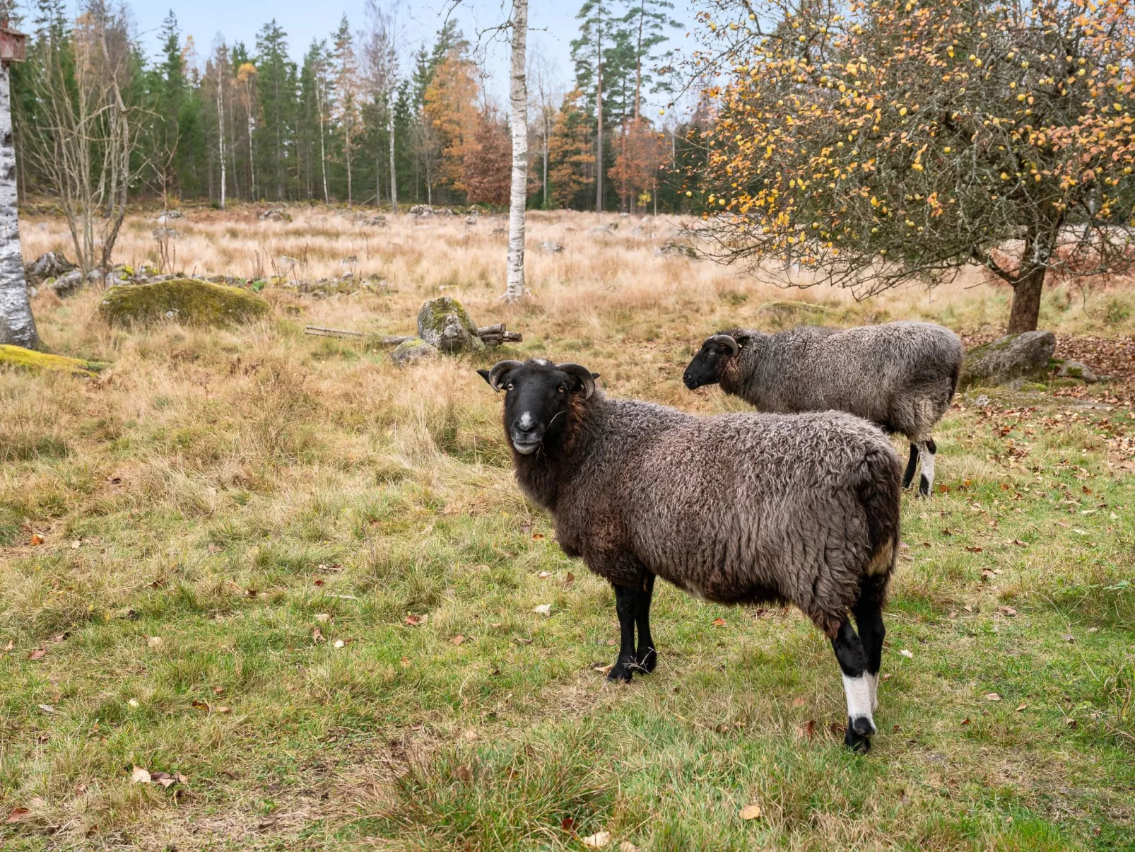 Mjuamåla-Outside