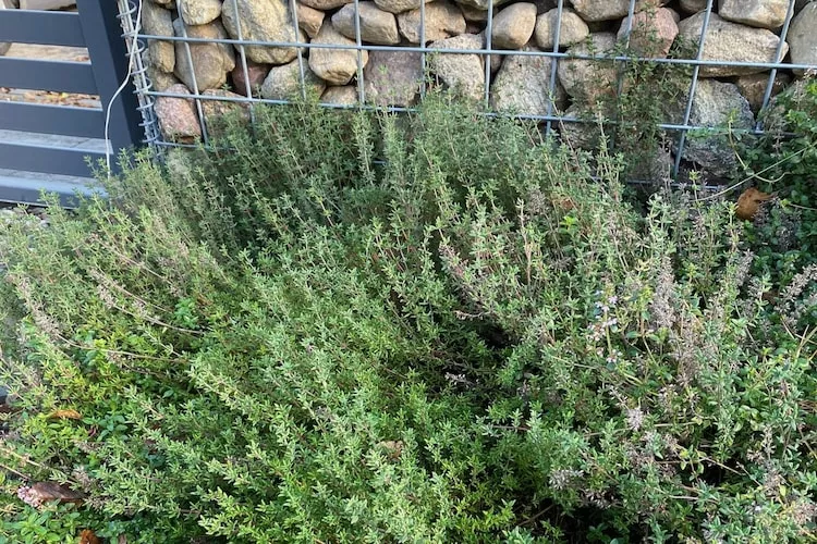 Dom wakacyjny dla 5 osób nad jeziorem Wisełka-Jardin d'été