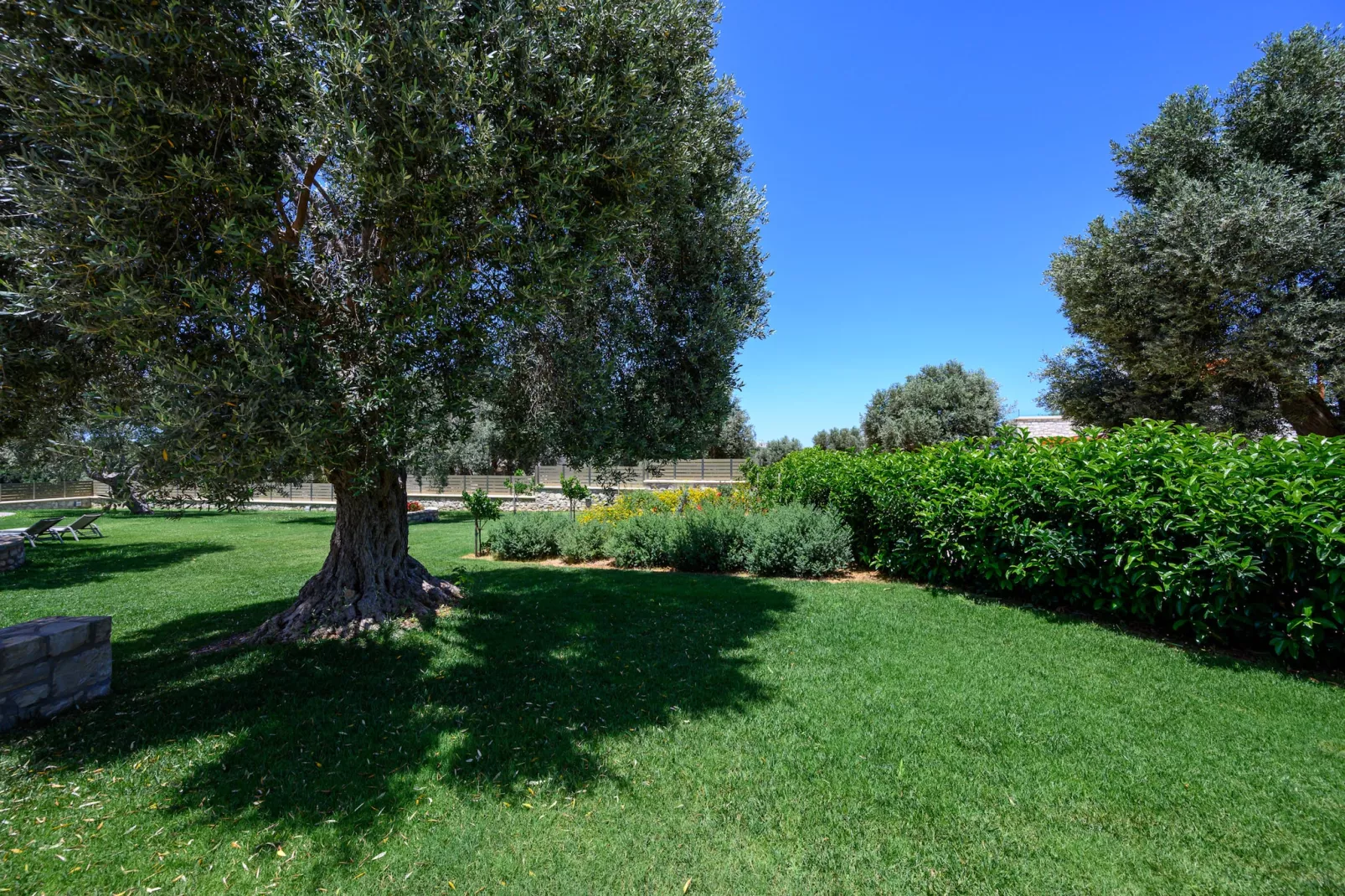 Rosemary-Outdoor