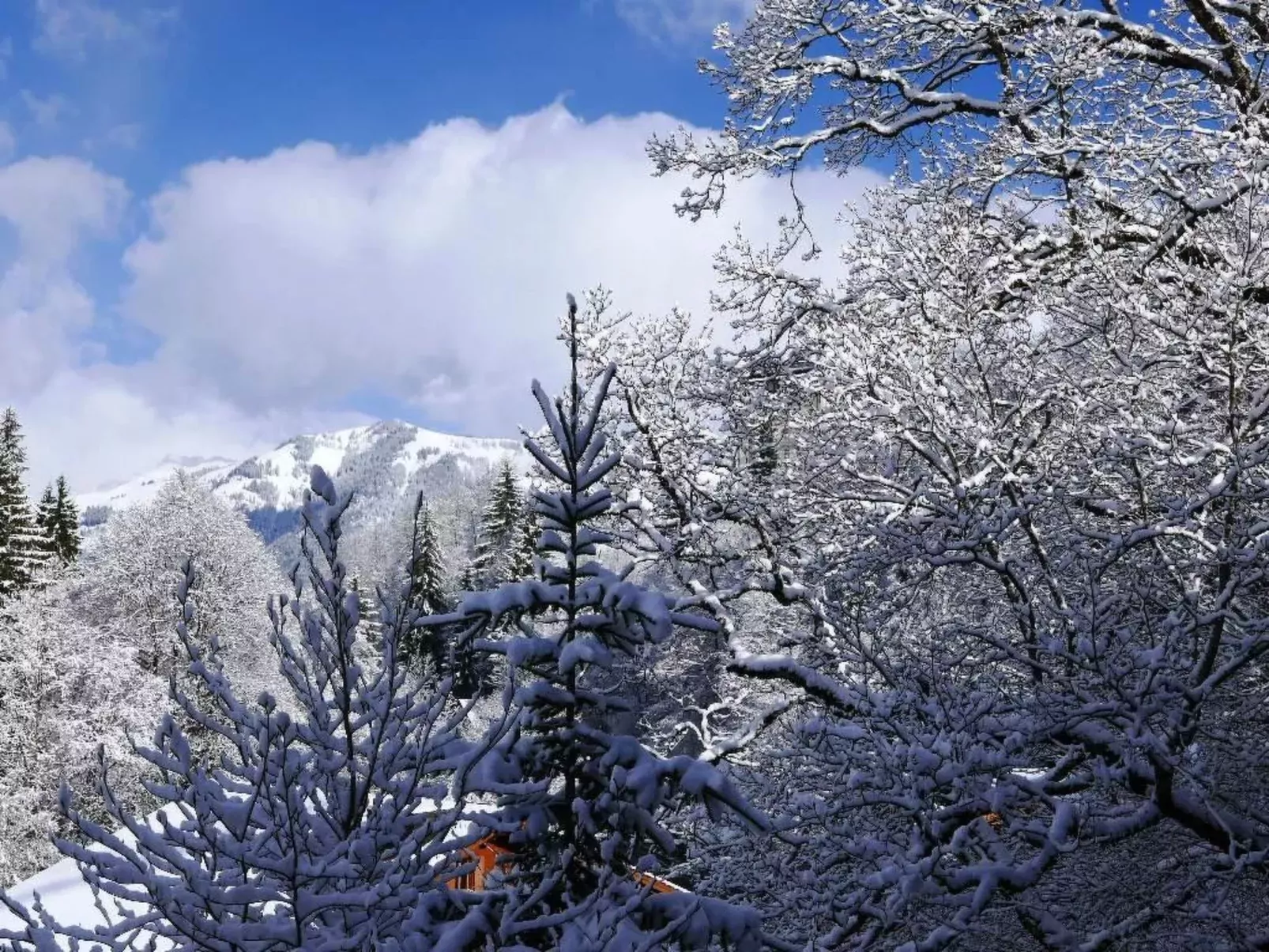 Tree-Tops, Chalet-Draußen