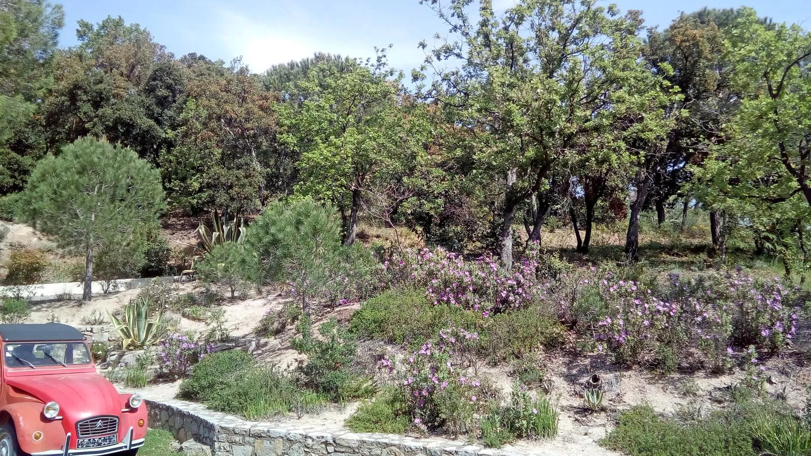 Entre les vignes-Gardens summer