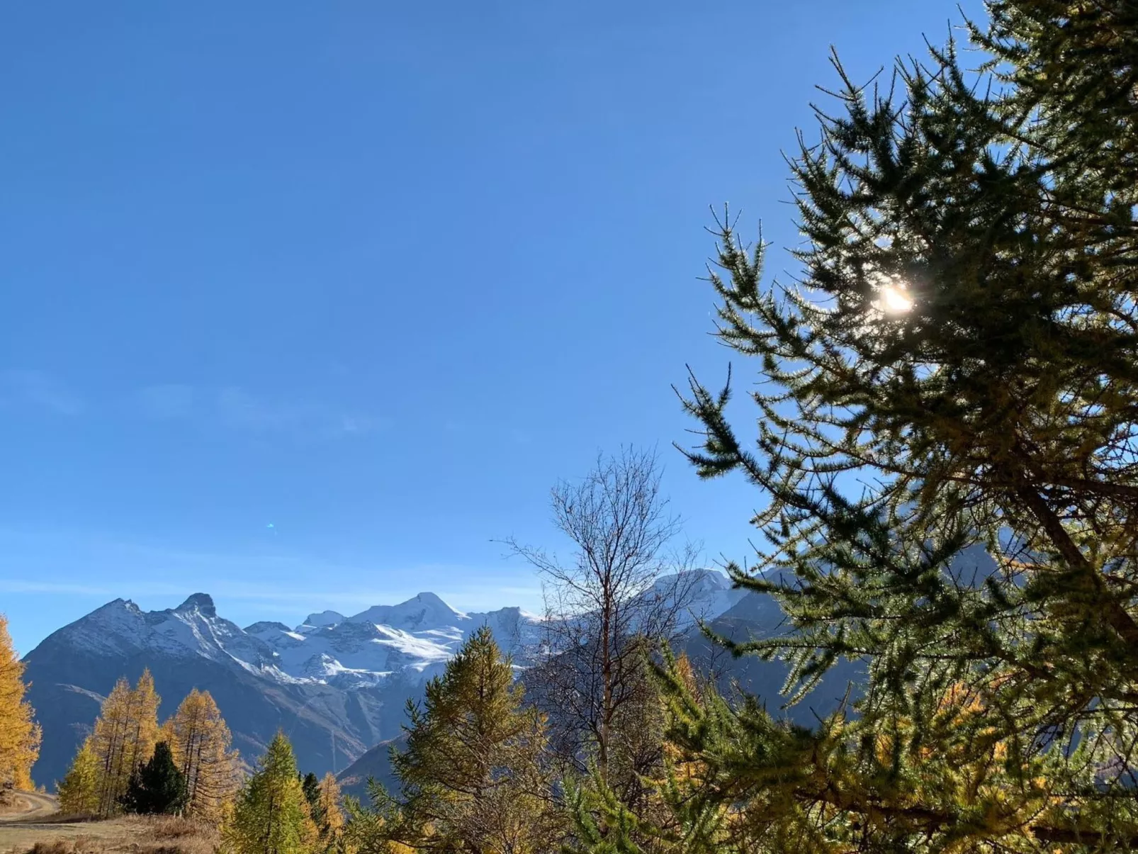 Enzian-Draußen