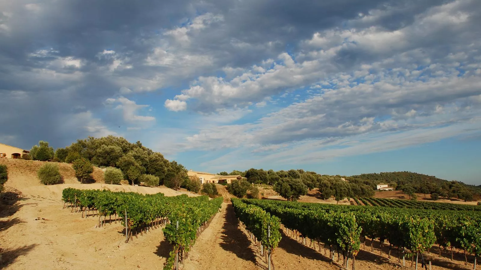 Entre les vignes-Areas summer 1km