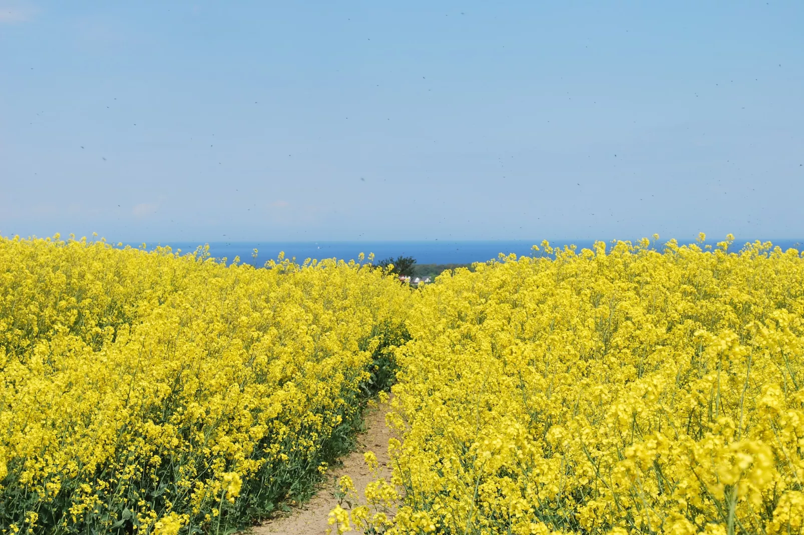 Sommerrose-Areas summer 5km