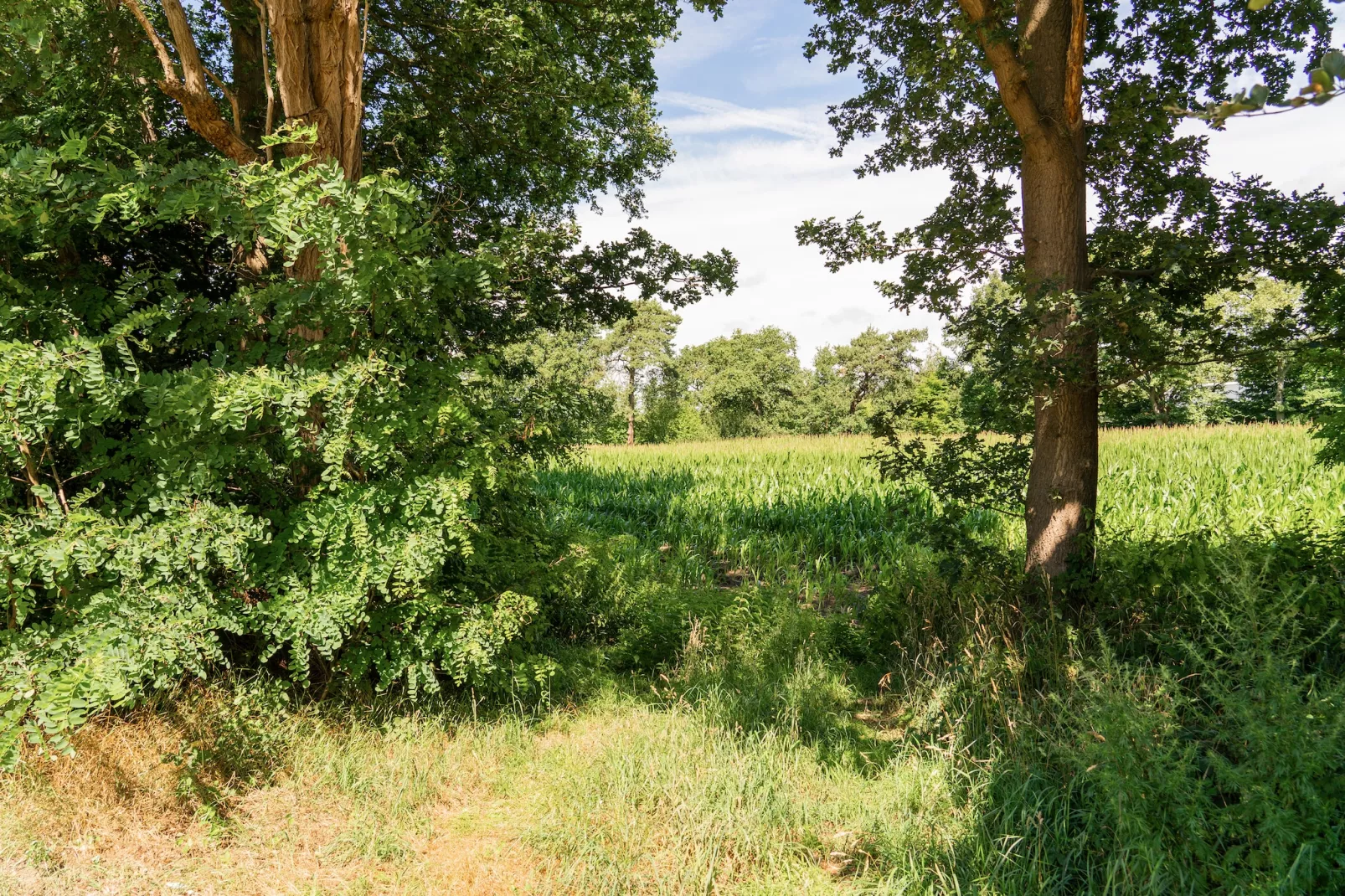 Steenmarter-Gebiete Sommer 5 km