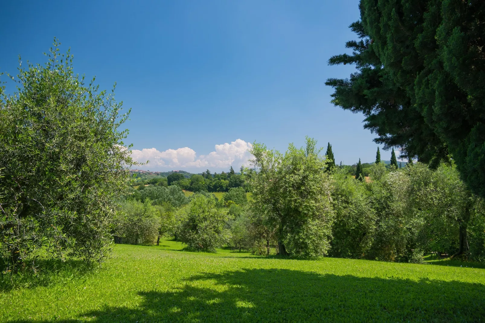 Ortensia e Glicine-Gardens summer