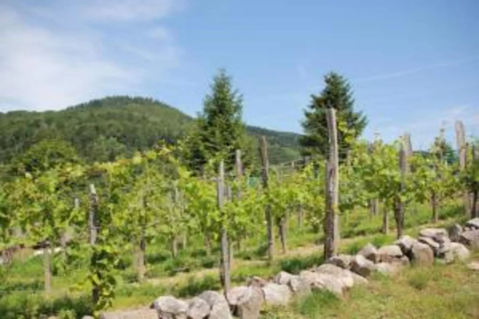 Les Chalets des Ayes 8-Areas summer 20km