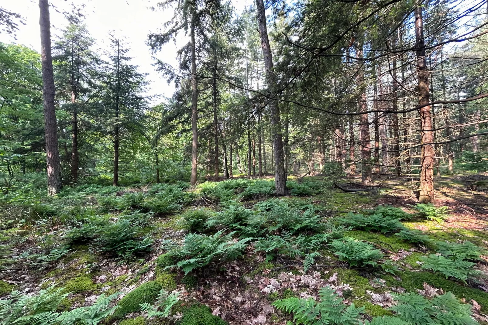 Bos suite-Gebiete Sommer 5 km