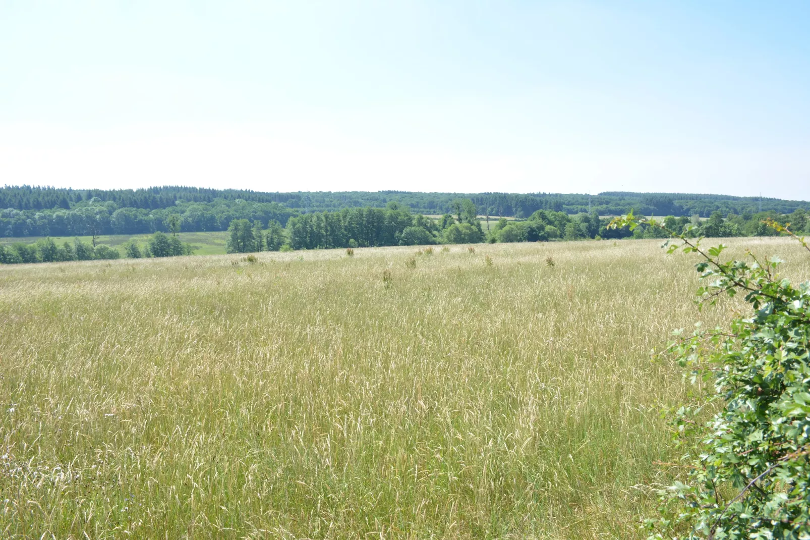 La Drève du Château-Vue d'été