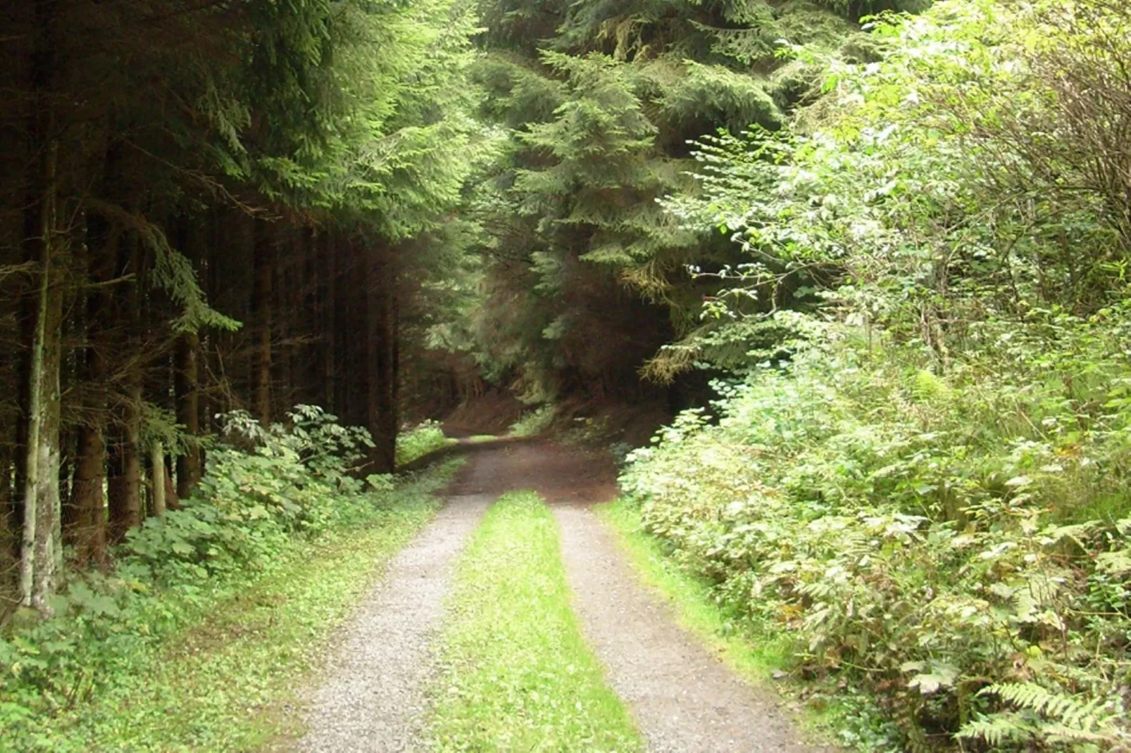 Dachsbau-Areas summer 1km