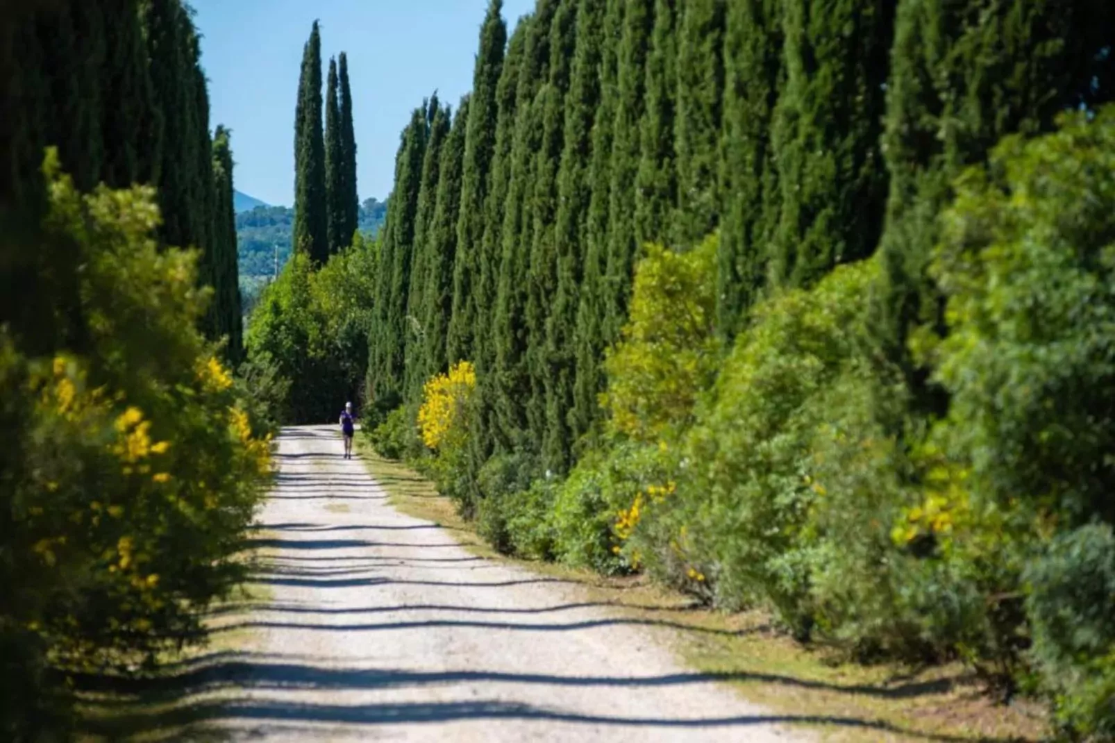 Stella-Areas within 20km in summer