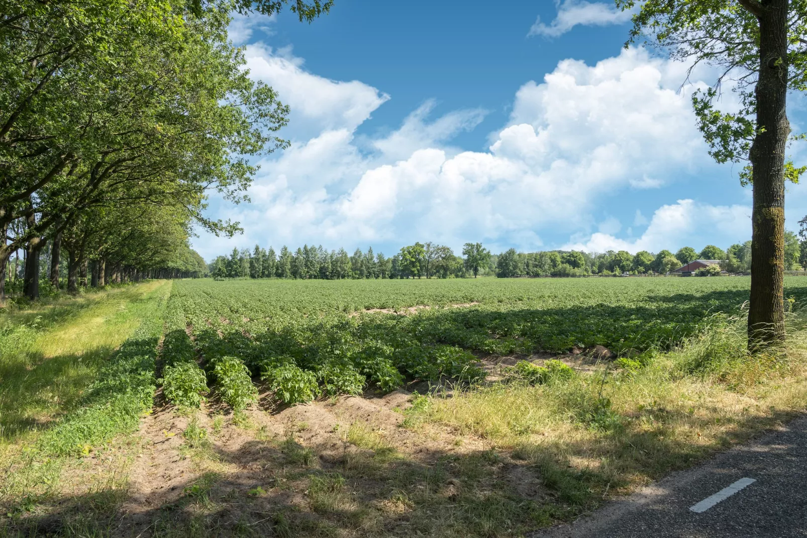 Vakantiewoning de Zwaluw-Areas summer 5km
