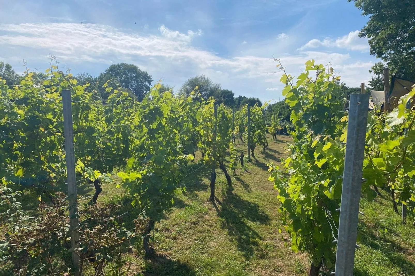 Vakantiepark Reevallis 7-Areas summer 1km