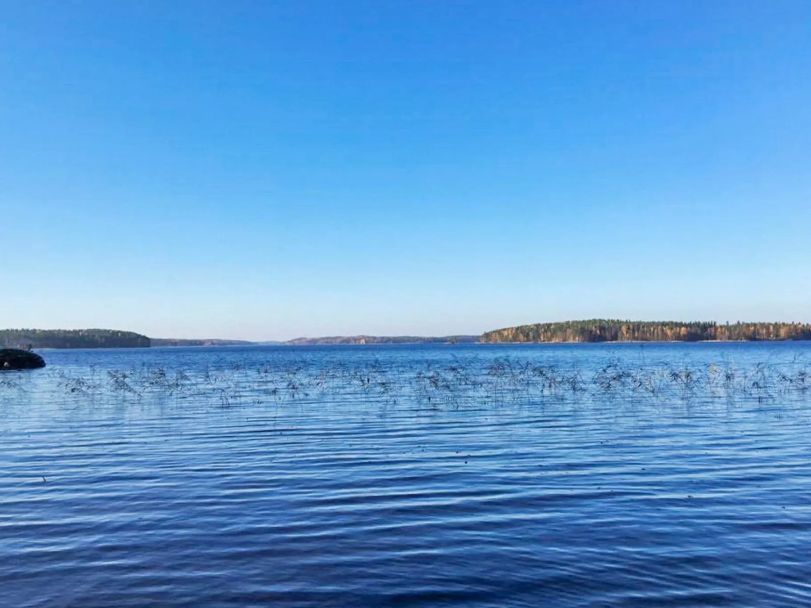 Hevonkuusi