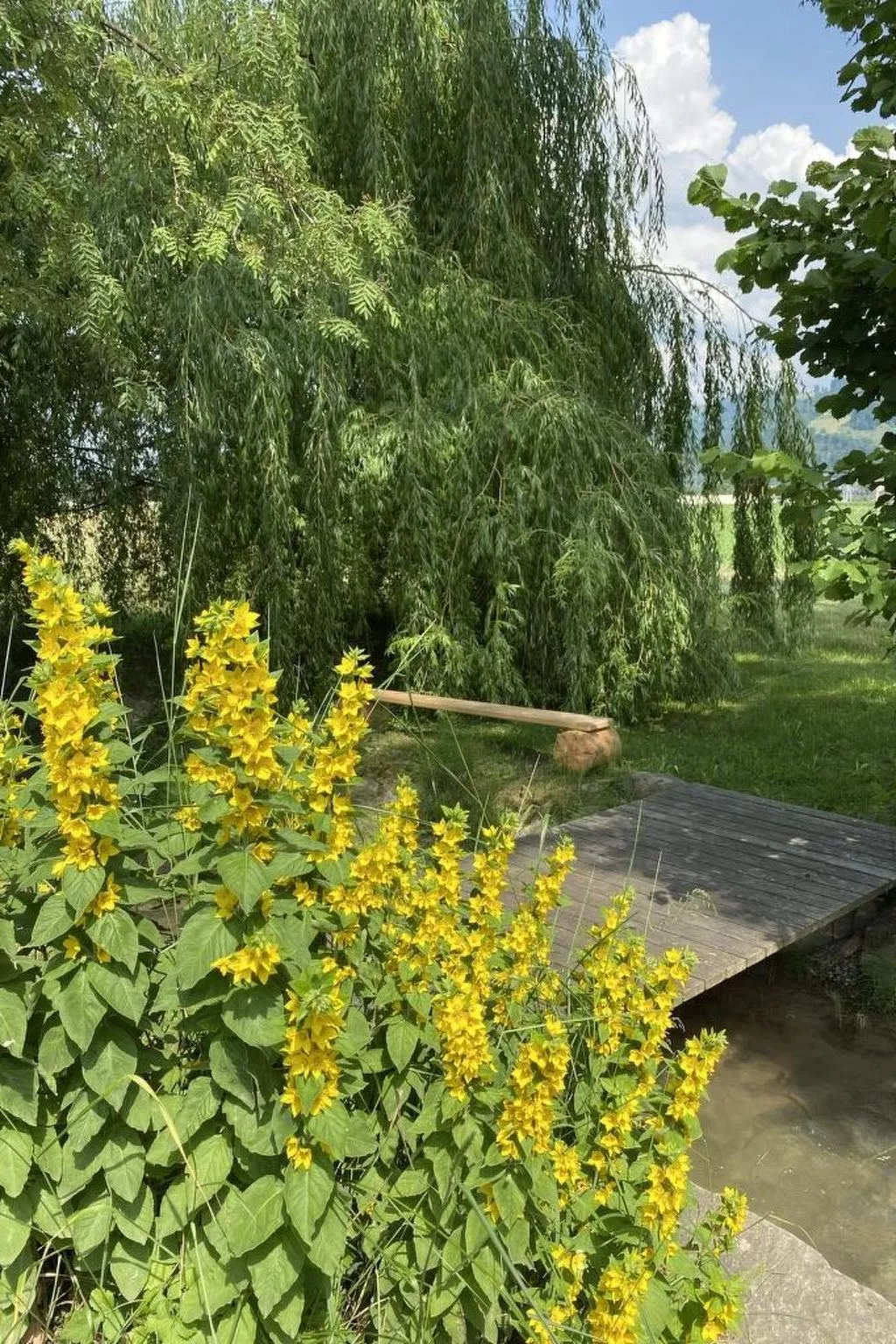 Ferienhaus Oase am Mühlebach-Outside