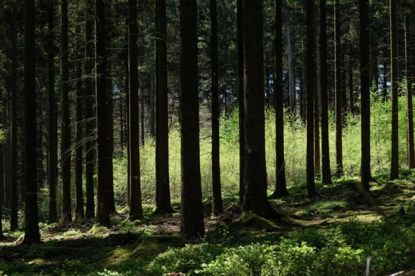 Wood Dream-Areas summer 20km
