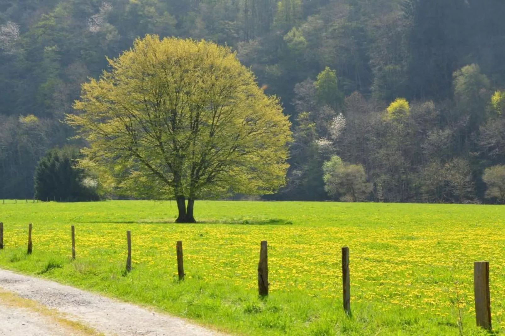 Lesternid-Gebiete Sommer 20 km