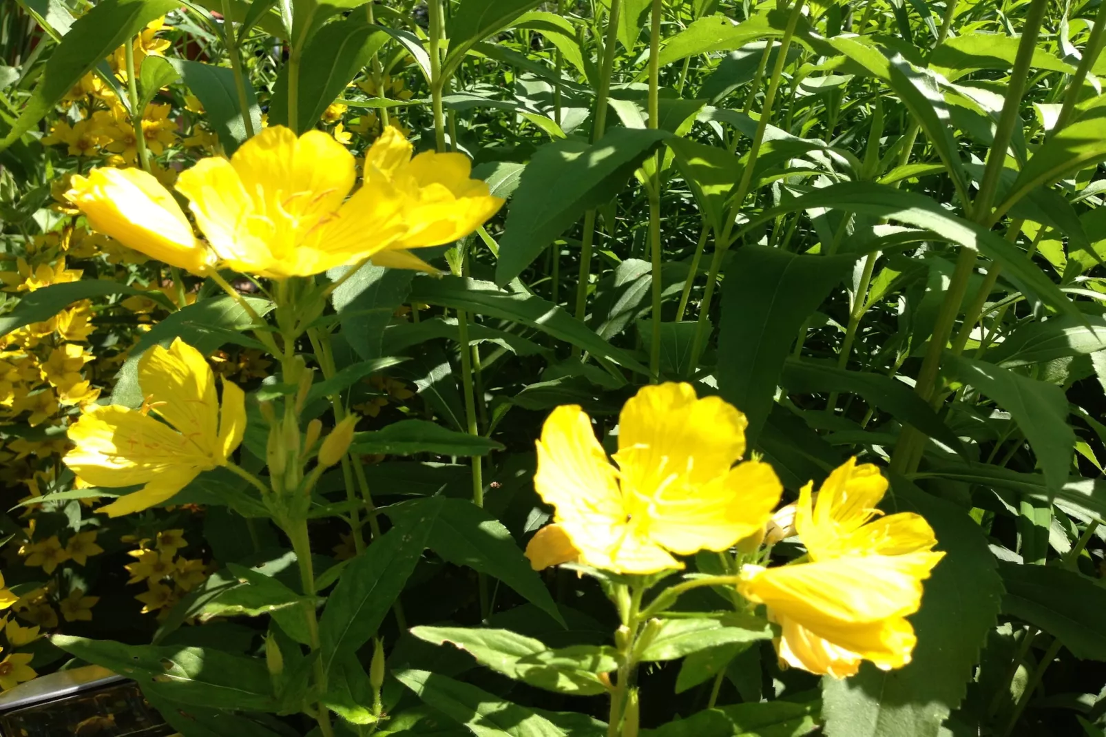 Haus Helga-Gardens summer