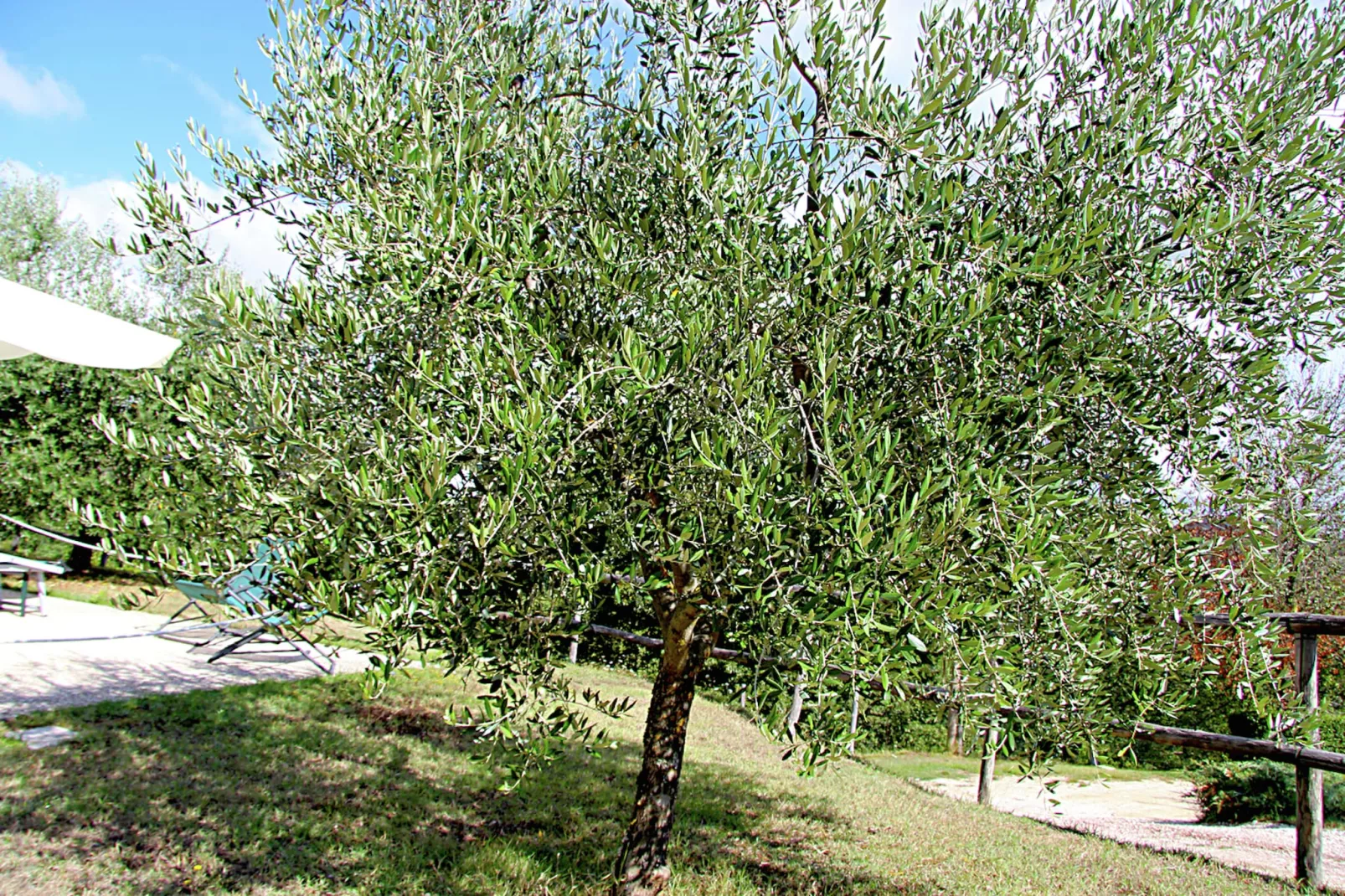 Gelsomino-Jardin d'été