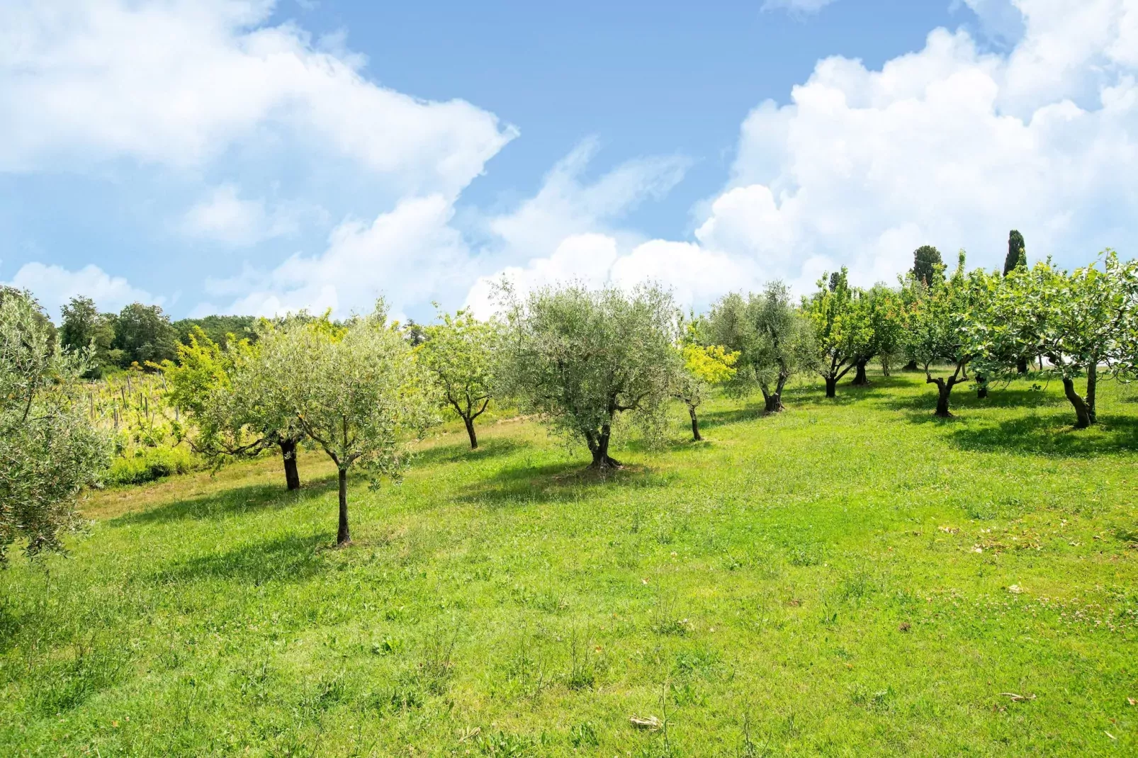 Oliveta-Aussicht Sommer
