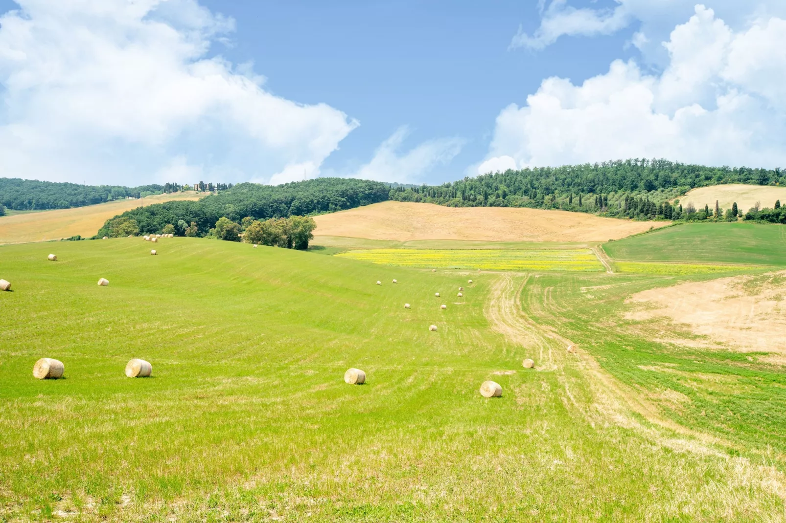 Sottobosco-View summer