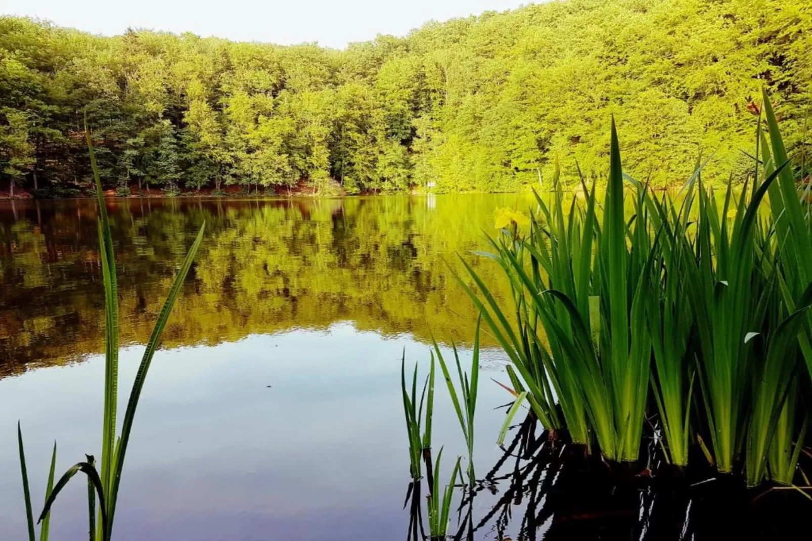 Hohe Rhön-Gebiete Sommer 20 km