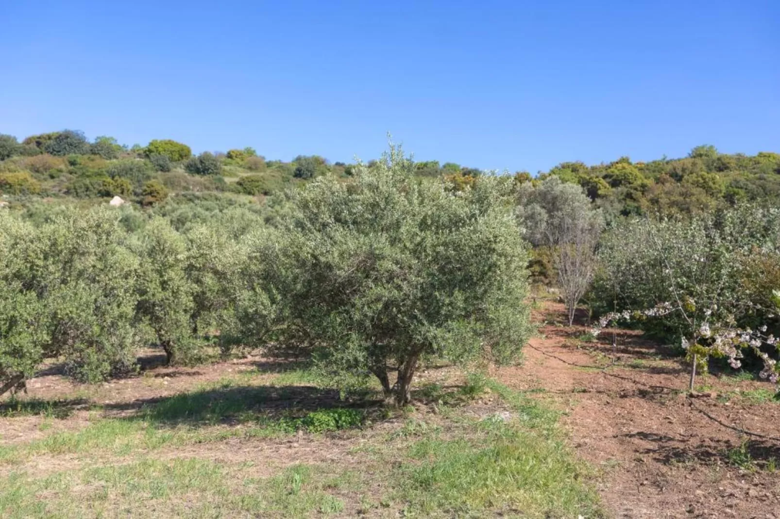 Villa Liatiko with private pool-Areas summer 20km