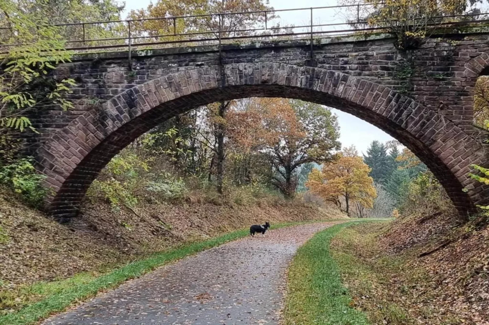 Specht-Gebiete Sommer 20 km