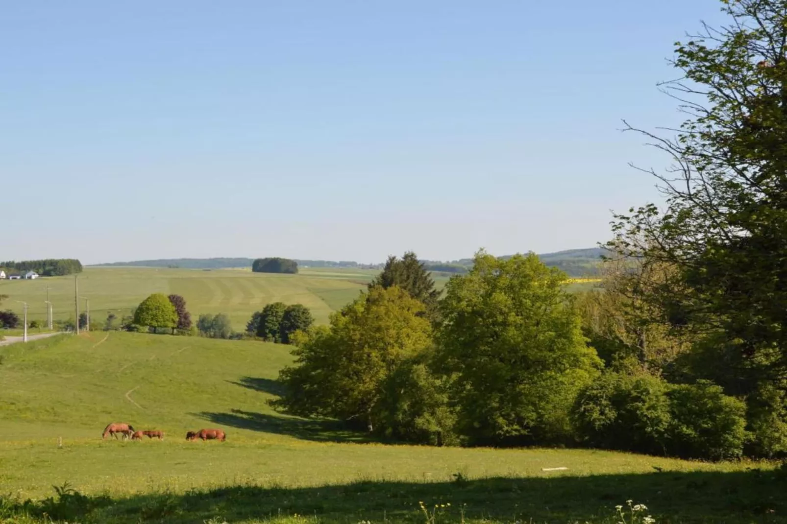 Lesternid-Gebiete Sommer 20 km