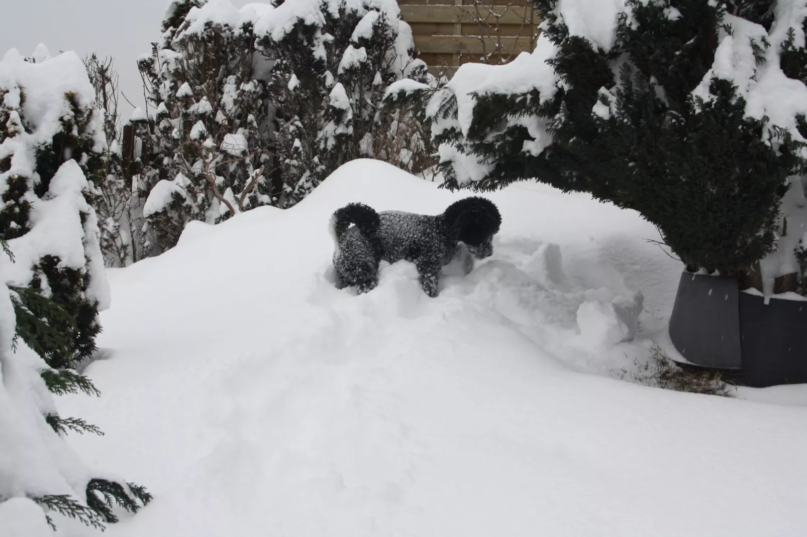 Sauerland - Diemelsee-Garden winter