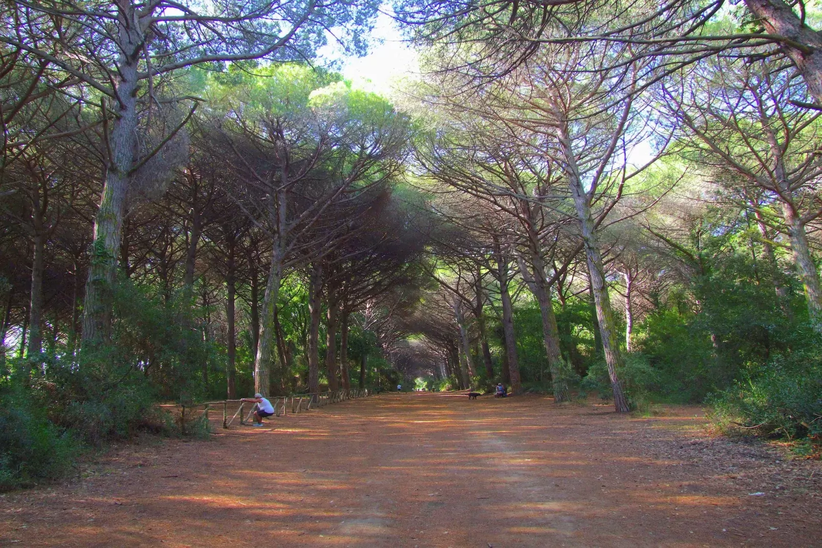 Pineta Iris-Areas summer 1km