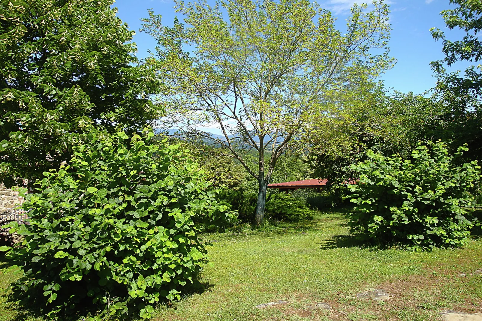 Azalea-Jardin d'été