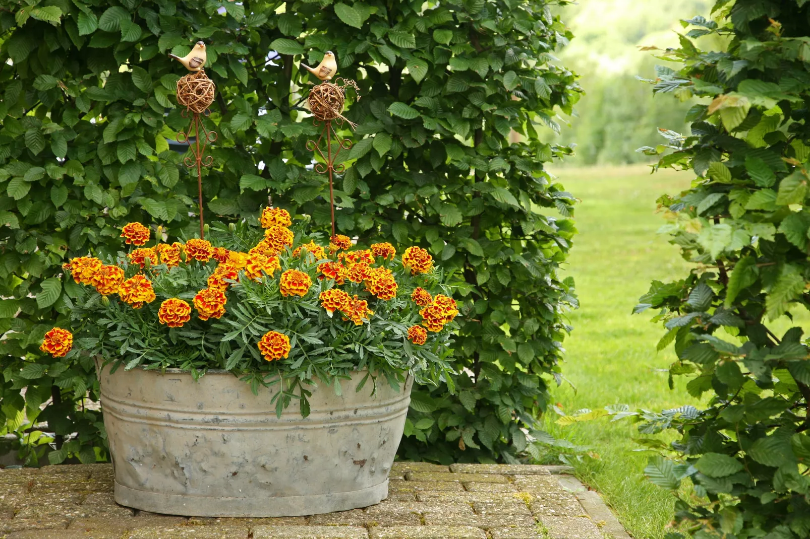 Hoeve in gunne winkel 2-Gärten Sommer