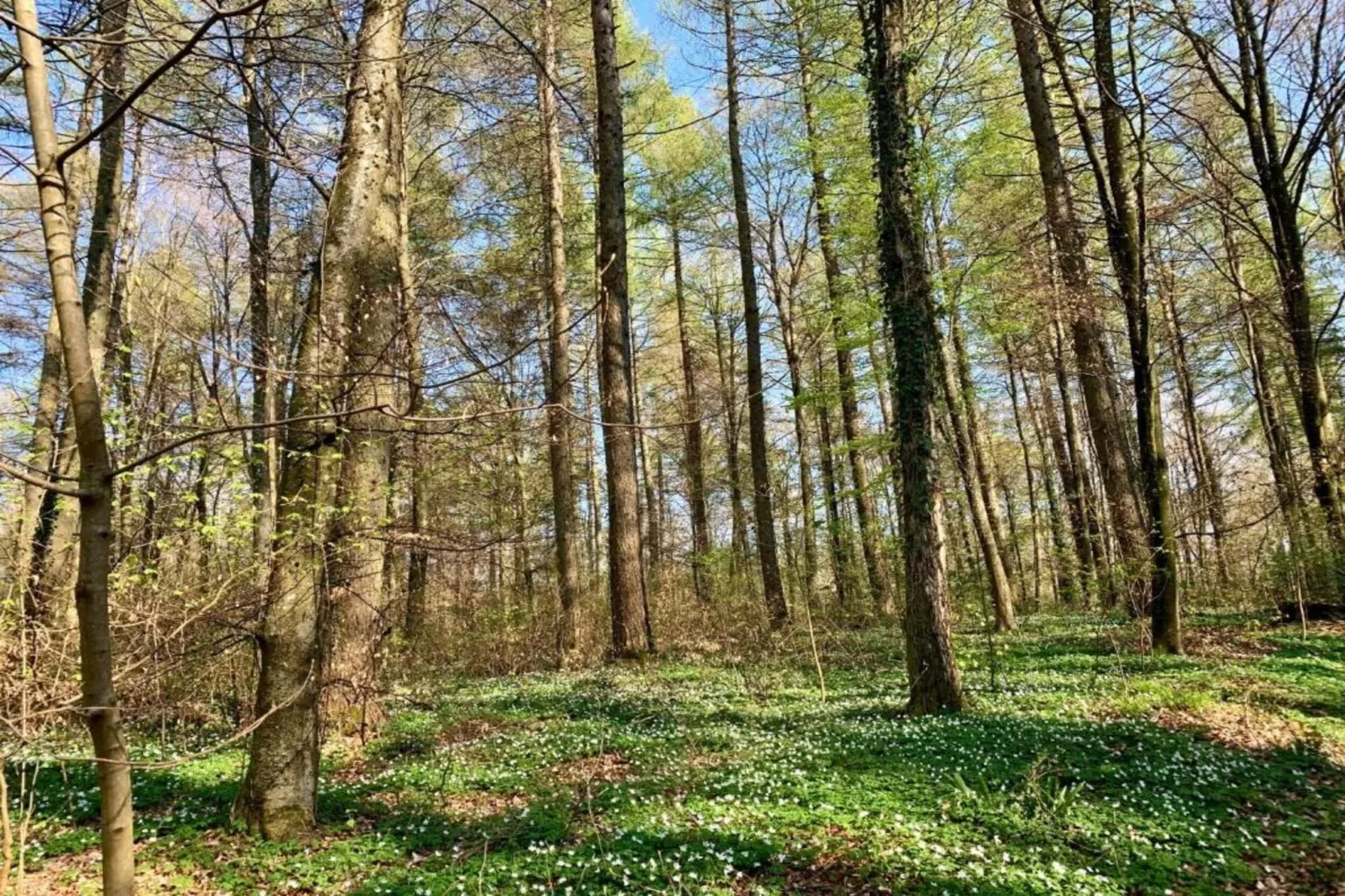 Ferienhaus Kronenburger See-Gebiete Sommer 20 km