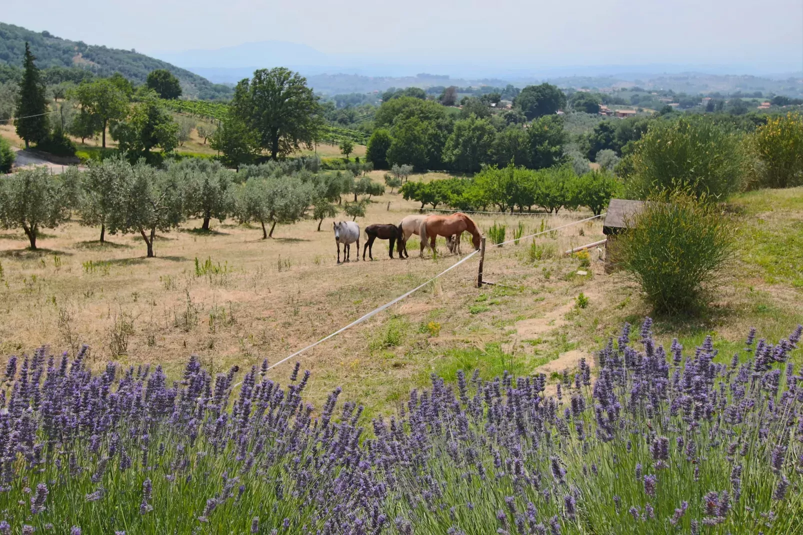 Lavanda-Zones été à 1 km