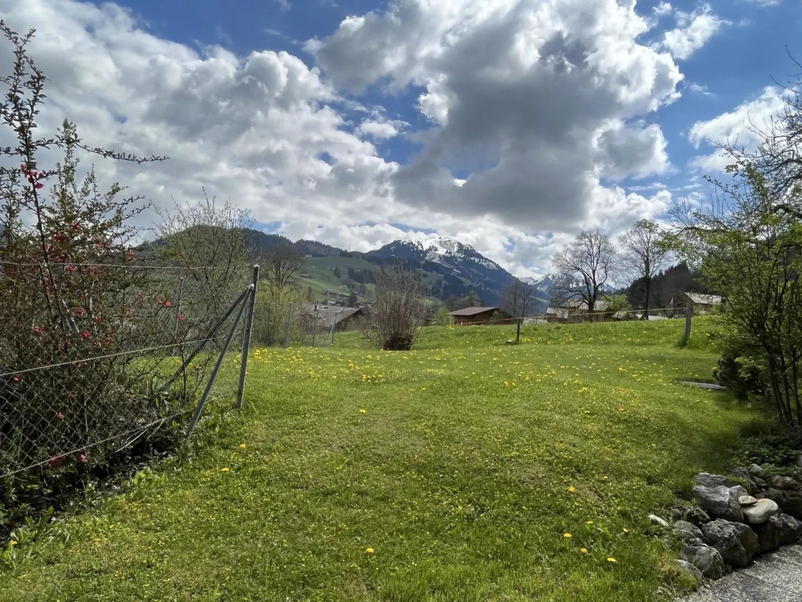 Akelei (klein)-Draußen