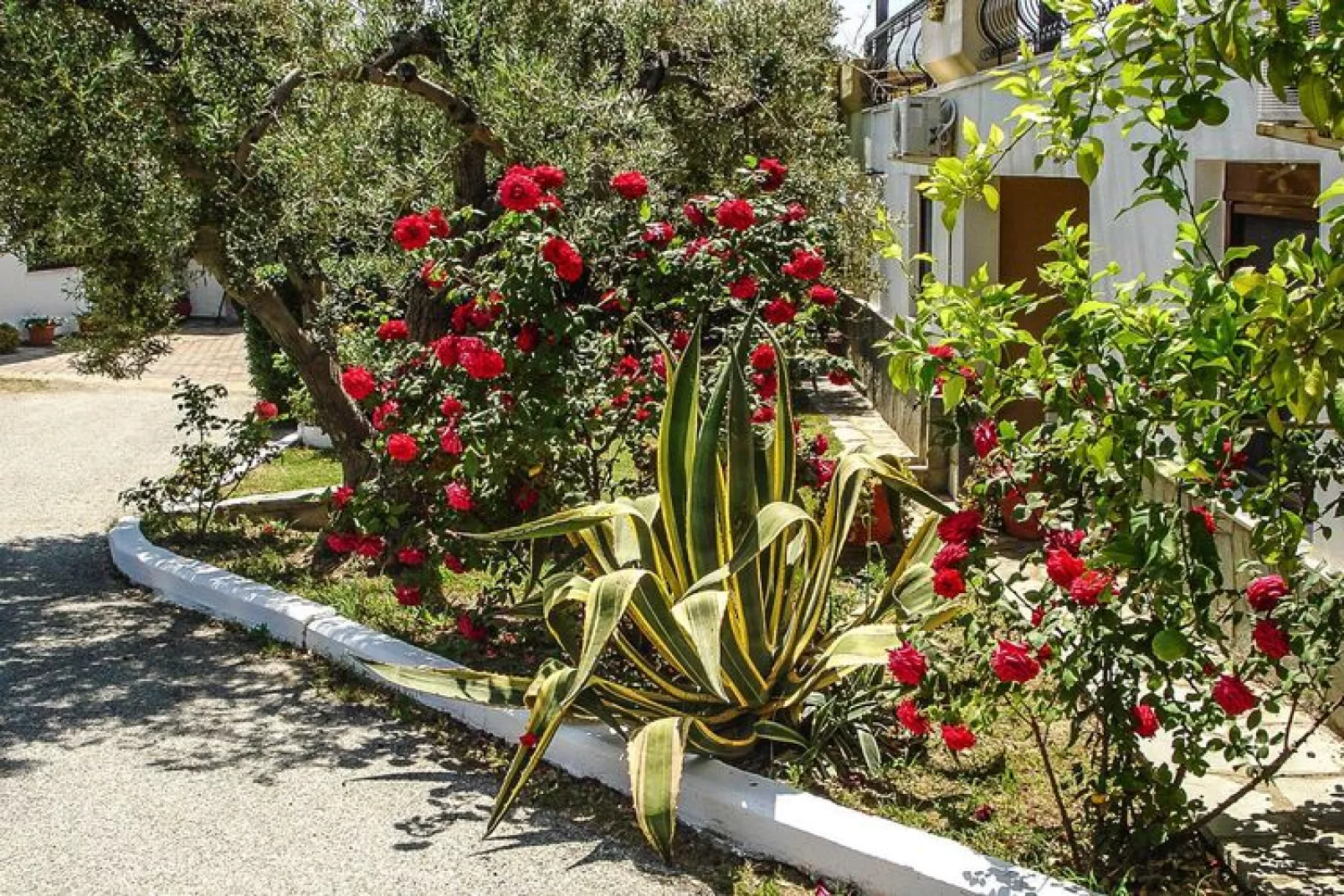 Holiday resort Asteris Village, Gerakini-Executive Apartment-Jardin d'été