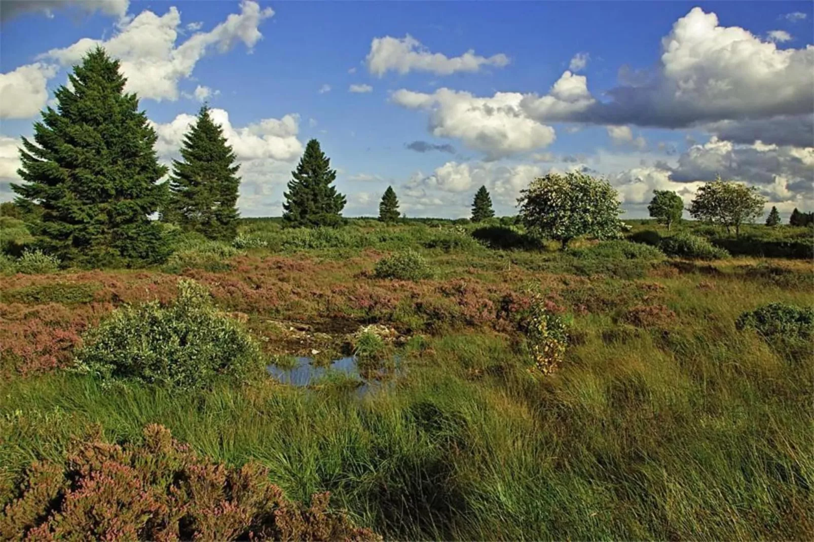 Le Sanglier-Areas summer 20km