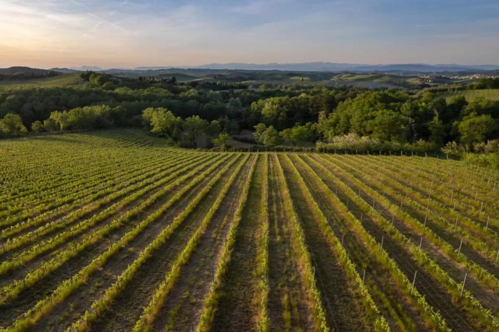 Cipresso-Areas within 20km in summer