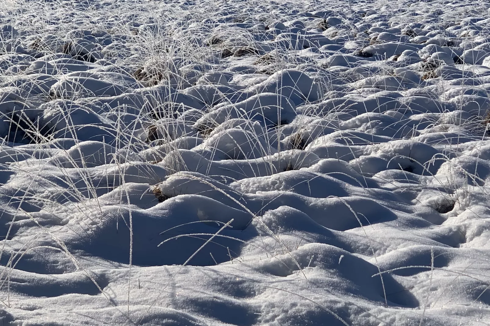 Hautes Fagnes-Area winter 20km
