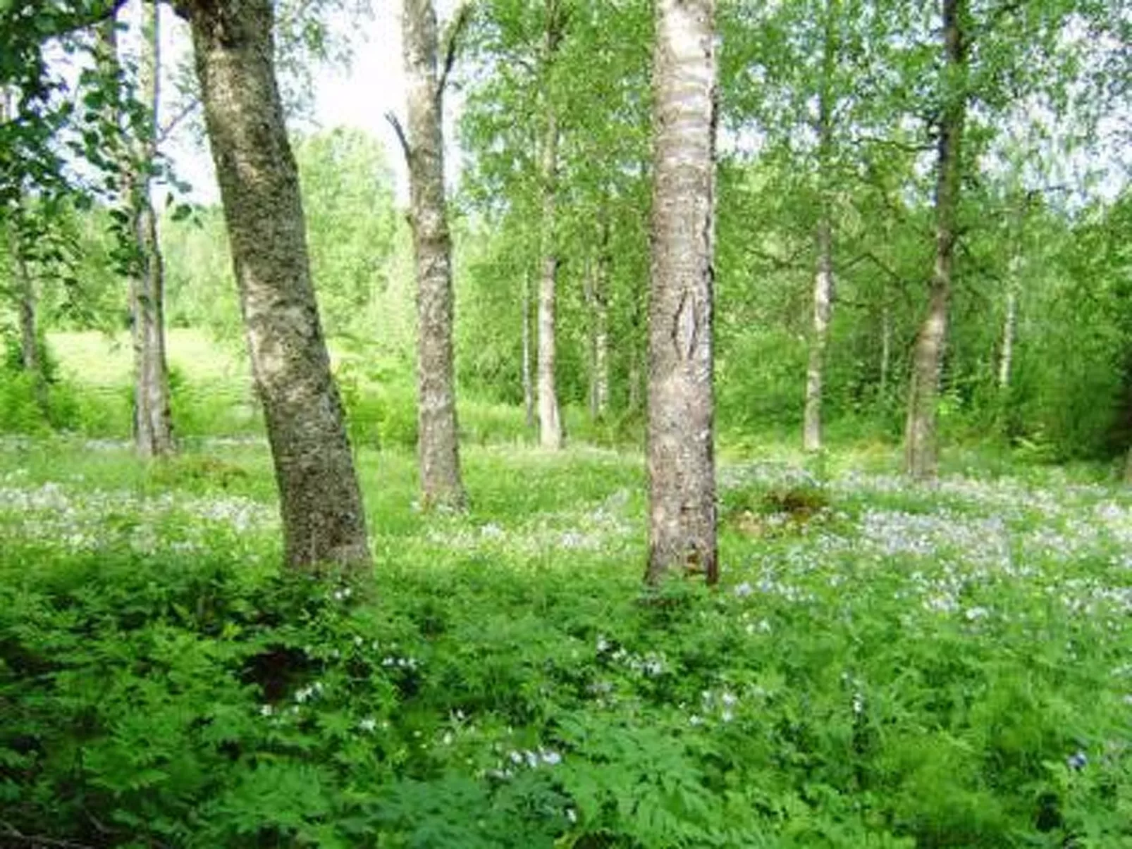 Villiruusu-Outside